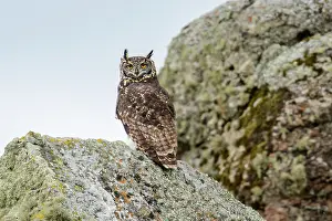 Strigidae Family Birds Drucke: Cape eagle owl (Bubo capensis) perched on rock, Bale Mountains National Park, Ethiopia