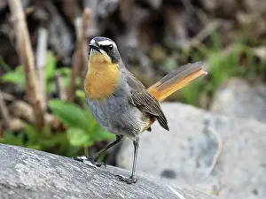 South African Bird Species Drucke: Cape robin-chat (Dessonornis caffer) perched on a boulder displaying