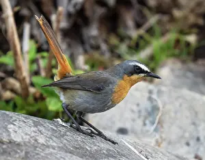 South African Birds Drucke: Cape robin-chat (Dessonornis caffer) perched on a boulder displaying
