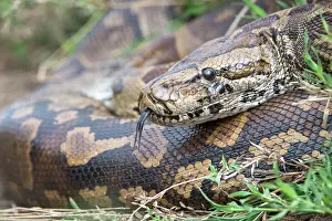 Close Up Snake Photos Drucke: Central African rock python (Python sebae) coiled up resting