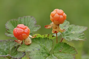 Rubus Chamaemorus Drucke: Cloudberries (Rubus chamaemorus)