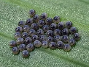 Western Europe Insect Life Drucke: Cluster of Sawfly (Symphyta sp)