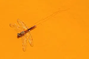 Tote Libellula-Dragonfliege im roten Rio Tinto oder Rotfluss sehr sauer und gefärbt