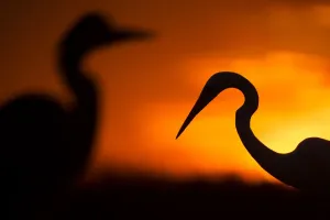 Großer weiße Egret (Ardea alba), Schatten am Sonnenuntergang über dem See Csaj in der Nähe von Pusztaszer Ungarn Februar