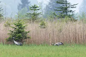 Wildlife Birds Europe Drucke: Common cranes (Grus grus) pair with two chicks