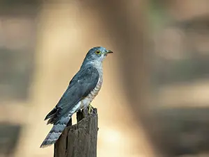 Common Cuckoo Drucke: Common cuckoo (Cuculus canorus) perched on post