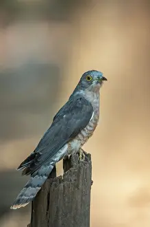 Common Cuckoo Drucke: Common cuckoo (Cuculus canorus) perched on post