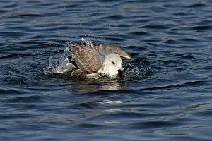 Common Gull Drucke: Common gull (Larus canus) bathing, Norwich, Norfolk, England, UK. January
