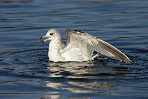 Western Europe Birds Drucke: Common gull (Larus canus) bathing, Norwich, Norfolk, England, UK. January