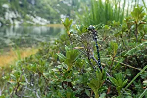 Western European Insects Drucke: Common hawker (Aeshna juncea) resting on vegetation