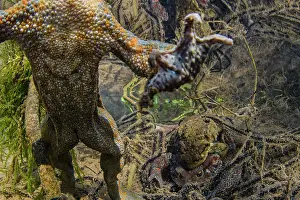 Common European Toad Drucke: Common toad (Bufo bufo) male swims to surface as pair behind spawn in amplexus