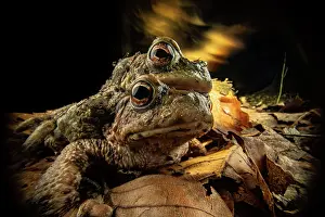 Common European Toad Drucke: Common toads (Bufo bufo) pair in amplexus with experimental lighting in background