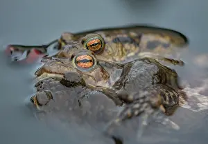 Common European Toad Drucke: Common toads (Bufo bufo) pair in amplexus in garden pond, Wales, UK