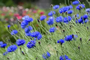 Centaurea Cyanus Images Drucke: Cornflowers (Centaurea cyanus) in flower
