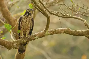 Accipitridae Species Photo Drucke: Crested hawk-eagle (Nisaetus cirrhatus) perched in a tree