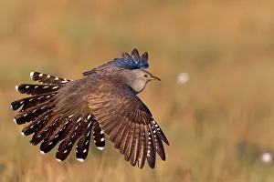 Wildlife Finland Drucke: Cuckoo (Cuculus canorus) in flight, Kuhmo, Finland. June