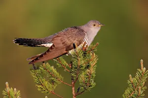 Nordic Bird Photography Drucke: Cuckoo (Cuculus canorus) perched in tree top, Kuhmo, Finland. June