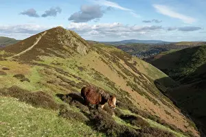 Teufelsmund und Welsh Mountain pony, Townsbrook Valley, Long Mynd, Shropshire Hills National Landscape, England, UK. März 2024