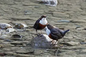 White Throated Dipper Drucke: Dippers (Cinclus cinclus) pair, standing in stream, Upper Bavaria, Germany. April