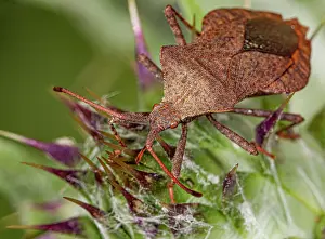 Coreus Marginatus Drucke: Dock bug (Coreus marginatus) portrait, Podere Montecucco, Orvieto, Umbria, Italy. June