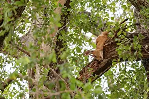 Wildlife In South Africa Drucke: Duiker (Sylvicapra grimmia) carcass stashed in the upper branches of a tree by a Leopard