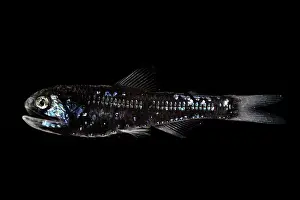 Vertebrate Marine Life Drucke: Dumeril's lanternfish (Diaphus dumerilii) portrait