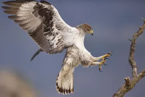 Eagle Drucke: Heraeus falke oder europäischer Habichtfalken, Hieraetus fasciatus oder Aquila fasciata