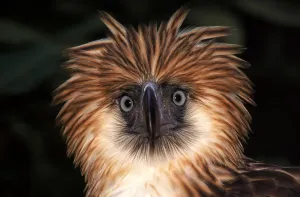 Eagle Drucke: Makabuhay o Apong ng Manggang, Philippinen (gefangen)