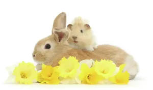 Sandnase und Kaninchen mit Daffodilien, Porträt