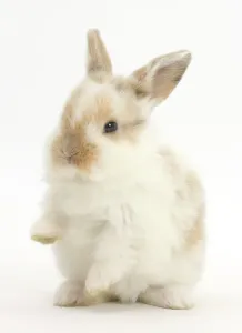 Ostern Drucke: Junges Hase mit Pfoten hoch