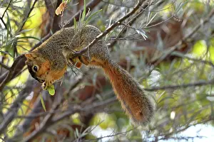 Eastern Fox Squirrel Drucke: Eastern fox squirrel (Sciurus niger) sitting on branch feeding