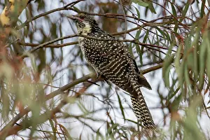 Australian Wildlife Birds Drucke: Eastern koel (Eudynamys orientalis) female