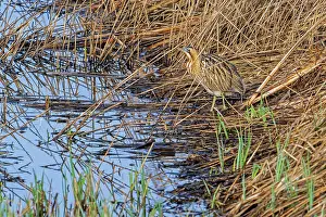 Western European Bird Species Drucke: Eurasian bittern (Botaurus stellaris) foraging in dense reedbed along lake shore in winter at nature reserve De Gavers