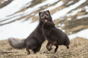 Zwei Arktischer Füchse (Vulpes lagopus), blauformig mit Winterpelzen, spielen
