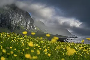 Scenic Northern Europe Views Drucke: Fields of Buttercups (Ranunculus repens) in flower in front of towering cliffs