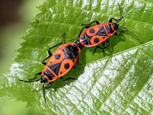 Western Europe Insect Life Drucke: Firebugs (Pyrrhocoris apterus) pair, mating on a leaf, Upper Bavaria, Germany. May