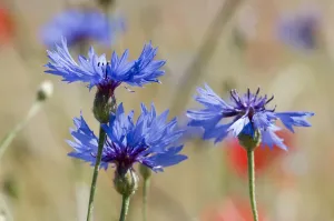 Blume Drucke: Kornblumen (Centaurea cyanus) in fruchtlosen Feldern nahe von Sugano