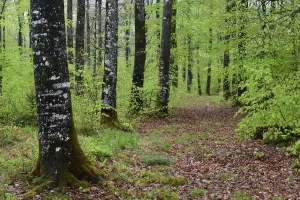 Fußwege Drucke: Wälder der Birke (Fagus sylvatica) im Frühjahr, Vosges-Gebirge Frankreich Mai