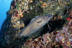 Ray Finned Fish Europe Drucke: Forkbeard (Phycis phycis) swimming along a reef, Vis Island, Croatia, Adriatic Sea