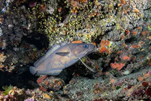 Bony Fish Underwater Photos Drucke: Forkbeard (Phycis phycis) swimming along a reef, Vis Island, Croatia, Adriatic Sea