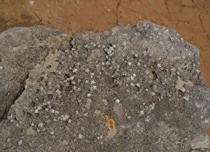 Coastal Geology Europe Drucke: Fossil Crinoids (Echinodermata) in limestone, Peniche, Portugal. June, 2023