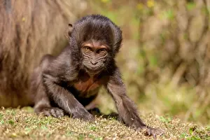Ethiopian Wildlife Drucke: Gelada baboon (Theropithecus gelada) infant