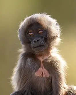Ethiopian Wildlife Drucke: Gelada baboon (Theropithecus gelada) infant