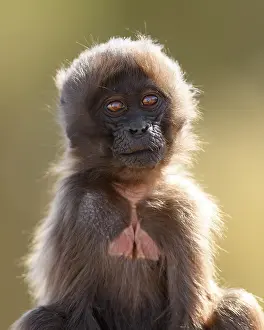 Ethiopian Wildlife Drucke: Gelada baboon (Theropithecus gelada) infant