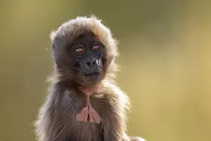 Old World Monkeys In Africa Drucke: Gelada baboon (Theropithecus gelada) infant
