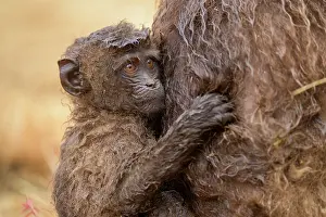 Ethiopian Wildlife Drucke: Gelada baboon (Theropithecus gelada) infant