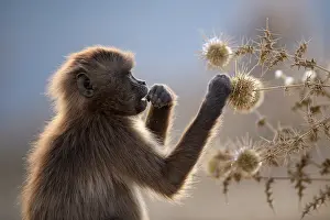 Old World Monkeys Africa Drucke: Gelada baboon (Theropithecus gelada) juvenile