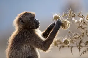 Gelada-Babun (Theropithecus gelada) Junge, ernährt sich von Samenköpfen, Simien-Mountains-Nationalpark, Äthiopien.