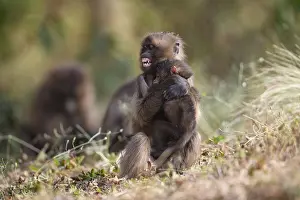 Cercopithecidae Family Drucke: Gelada baboon (Theropithecus gelada) juvenile