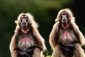 East African Wildlife Drucke: Two Gelada baboons (Theropithecus gelada)